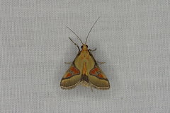 Metallarcha calliaspis