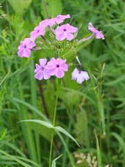 Phlox glaberrima interior