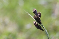 Carex atrata