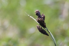 Carex atrata