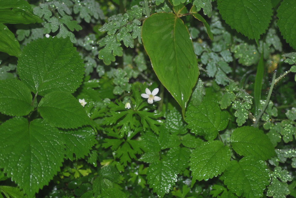 Anemonastrum prattii