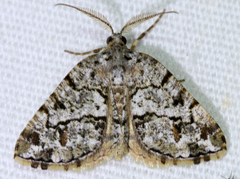 Macaria graphidaria