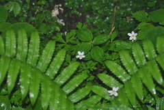 Anemonastrum prattii