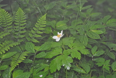 Anemonoides davidii