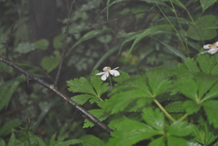 Anemonoides davidii
