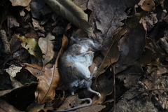 Peromyscus mexicanus