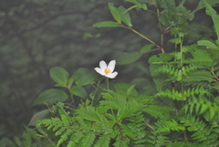 Anemonoides davidii
