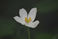 Anemonoides davidii