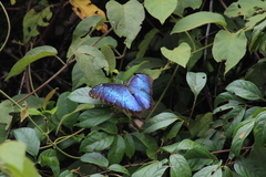 Morpho helenor peleides