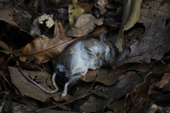 Peromyscus mexicanus