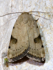 Micrathetis costiplaga