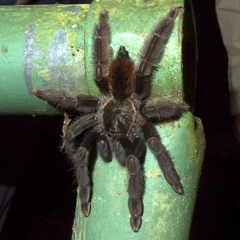 Psalmopoeus