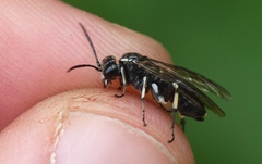 Macrophya alboannulata