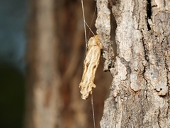 Eriostethus perkinsi