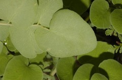 Pellaea cordifolia