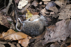Peromyscus mexicanus