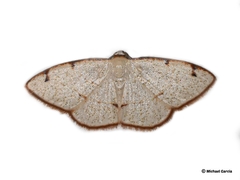 Microxydia orsitaria