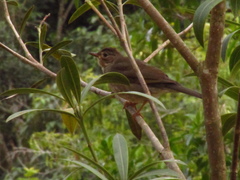 Turdus subalaris