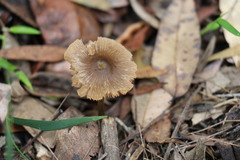 Entoloma brevispermum