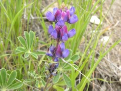Lupinus microcarpus microcarpus