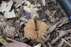 Entoloma brevispermum