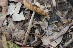 Entoloma brevispermum