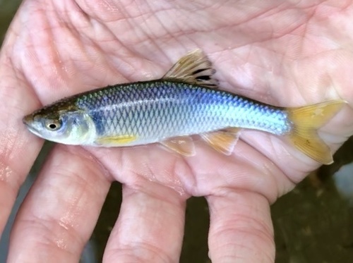 Spotfin Shiner