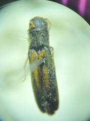 Isorhipis obliqua