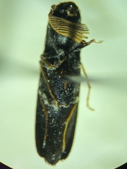 Isorhipis obliqua