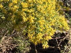 Xylothamia diffusa