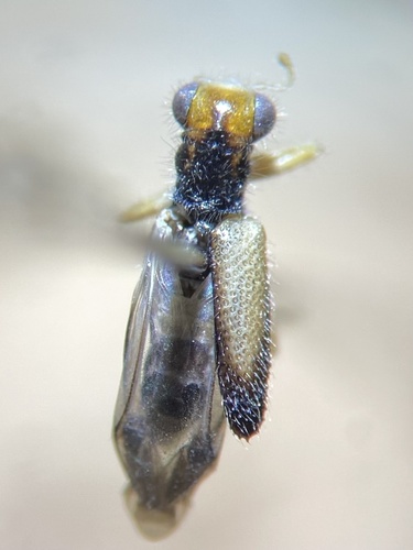 Vertical-lined Phyllobaenus photo 4
