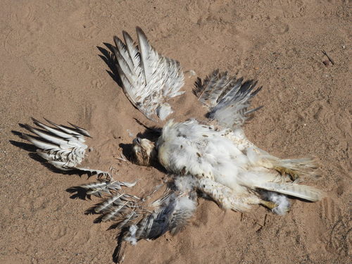 Red-tailed Hawk photographed in Wisconsin