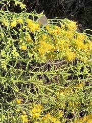 Xylothamia diffusa