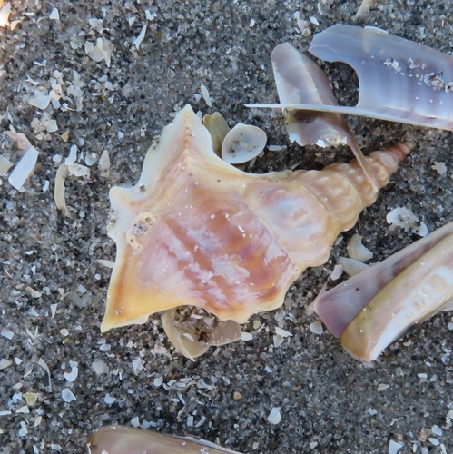 Pelican's-foot, Aalbæk Strand, 9982 Ålbæk, Danmark, photo 9 of 10