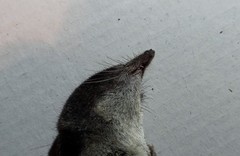 Neomys anomalus
