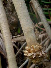 Pandanus dubius
