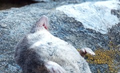 Neomys anomalus