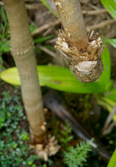 Pandanus dubius