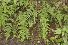 Aleuritopteris farinosa