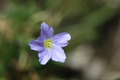 Linum julicum