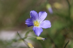 Linum julicum