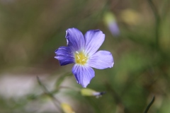 Linum julicum