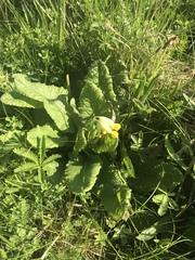 Primula veris