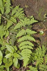 Aleuritopteris farinosa