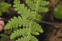 Aleuritopteris farinosa