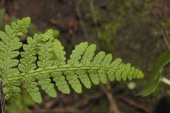 Aleuritopteris farinosa
