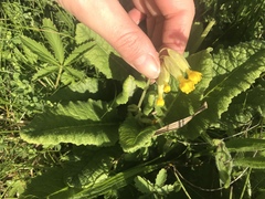Primula veris