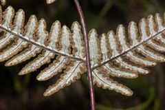 Aleuritopteris farinosa