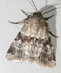 Properigea continens