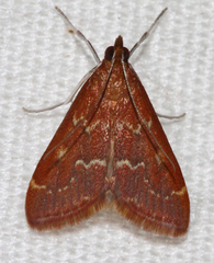 Pyrausta atropurpuralis